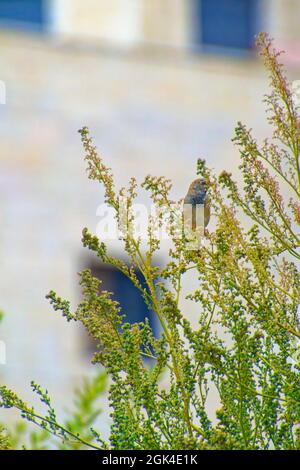 Kleiner Sperling, der an einem sonnigen Tag zwischen Baumbrenchen steht Stockfoto