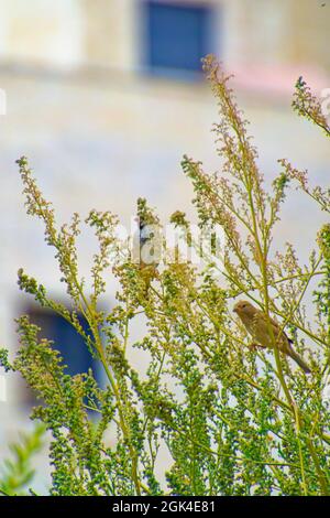 Kleiner Sperling, der an einem sonnigen Tag zwischen Baumbrenchen steht Stockfoto