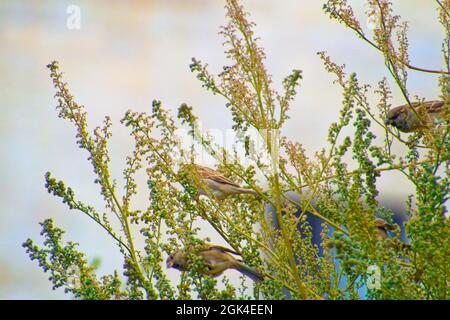 Kleiner Sperling, der an einem sonnigen Tag zwischen Baumbrenchen steht Stockfoto