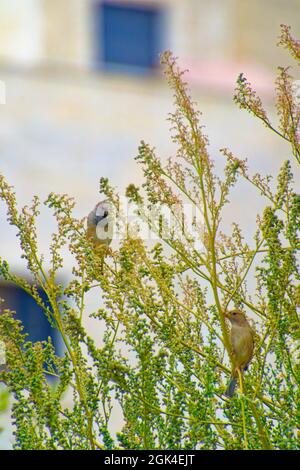 Kleiner Sperling, der an einem sonnigen Tag zwischen Baumbrenchen steht Stockfoto