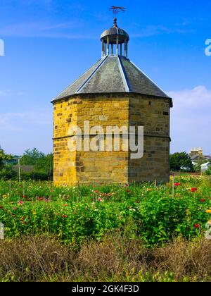 Die alten Taubenschlag im 14. Jahrhundert Augustiner Kloster in Guisborough mit kommerziell angebauten Chrysantheme Pflanzen vor Stockfoto