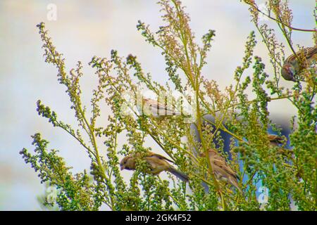 Kleiner Sperling, der an einem sonnigen Tag zwischen Baumbrenchen steht Stockfoto