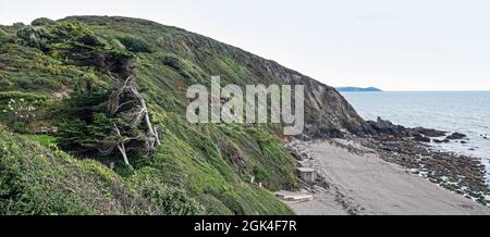 Ein vom Südwind geformter, windgepeitschter Baum oberhalb des Finnygoog Beach bei Portwrinkle auf der Rame Peninsula in Cornwall Stockfoto