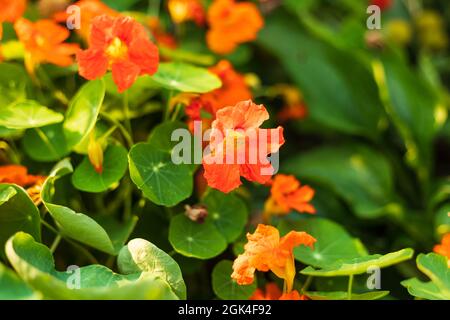 Die Orangen-Nasturtien blühen endlich im hinteren Garten Stockfoto