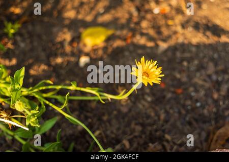Eine einsame Katzenblume, die in der Ecke des Gartens wächst Stockfoto