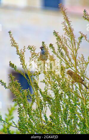 Kleiner Sperling, der an einem sonnigen Tag zwischen Baumbrenchen steht Stockfoto