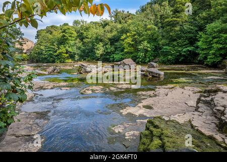 Die Aysgarth Falls sind eine dreifache Wasserfallflucht, die von Wald und Ackerland umgeben ist und vom Fluss Ure über eine fast eineinhalb Kilometer lange Strecke ausgegraben wurde Stockfoto