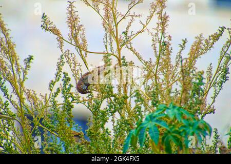 Kleiner Sperling, der an einem sonnigen Tag zwischen Baumbrenchen steht Stockfoto