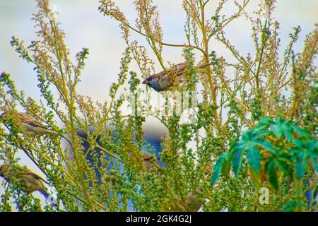 Kleiner Sperling, der an einem sonnigen Tag zwischen Baumbrenchen steht Stockfoto