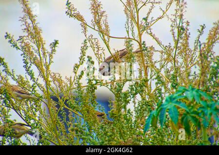 Kleiner Sperling, der an einem sonnigen Tag zwischen Baumbrenchen steht Stockfoto