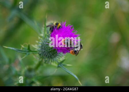 Nahaufnahme von Hummeln auf einer leuchtend rosa Distelblume, die in einem Wald wächst. Sommer Natur Stockfoto