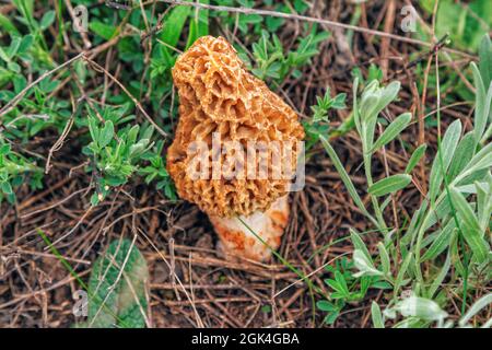 Gewöhnlicher Morchelpilz - Morchella esculenta - essbarer Pilz, der auf der Wiese wächst Stockfoto