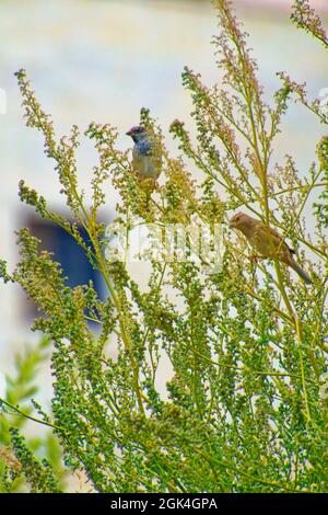 Kleiner Sperling, der an einem sonnigen Tag zwischen Baumbrenchen steht Stockfoto