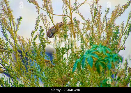 Kleiner Sperling, der an einem sonnigen Tag zwischen Baumbrenchen steht Stockfoto