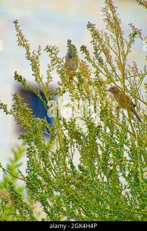 Kleiner Sperling, der an einem sonnigen Tag zwischen Baumbrenchen steht Stockfoto