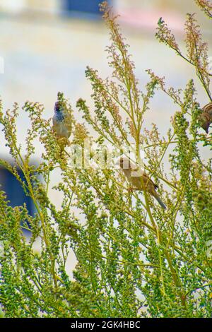 Kleiner Sperling, der an einem sonnigen Tag zwischen Baumbrenchen steht Stockfoto