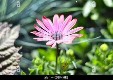 Osteospermum, bekannt als Gänseblümchen oder Afrikanische Gänseblümchen Stockfoto