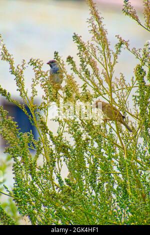 Kleiner Sperling, der an einem sonnigen Tag zwischen Baumbrenchen steht Stockfoto