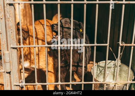 Foto von zwei Hunden in einem Tierheim hinter den Gittern im Sonnenlicht. Stockfoto