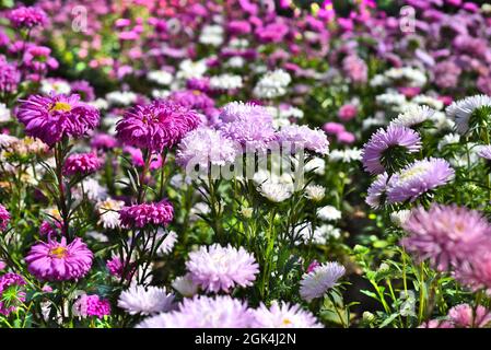 Viele lila Aster wachsen im Herbst auf Blumenbeet Stockfoto