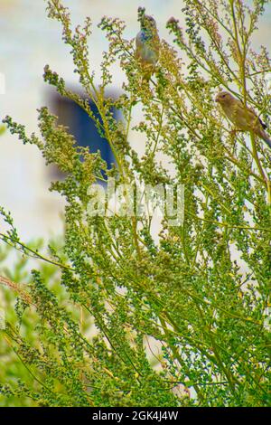 Kleiner Sperling, der an einem sonnigen Tag zwischen Baumbrenchen steht Stockfoto