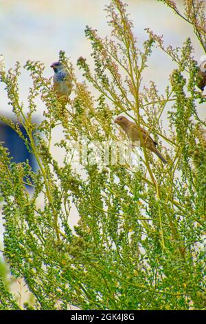 Kleiner Sperling, der an einem sonnigen Tag zwischen Baumbrenchen steht Stockfoto