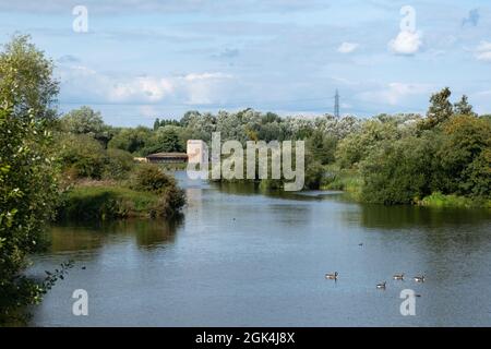 Der Bittern-Informationspunkt und der Vogel verstecken sich am Ufer des Hooksmarsh Sees im Lee Valley Country Park in der Nähe von Cheshunt in Hertfordshire Stockfoto