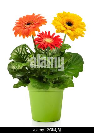 Gerbera Pflanze in Vase isoliert auf weißem Hintergrund Stockfoto