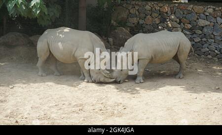 Zwei Nashörner kämpfen im Zoo Stockfoto