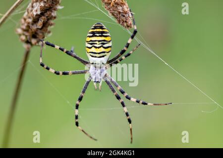 Argiope bruennichi (Wespenspinne) im Netz, invasive Arten von Orb-Netz Spinne in Mitteleuropa, Tschechische Republik Wildtiere verteilt Stockfoto