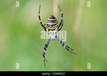 Argiope bruennichi (Wespenspinne) im Netz, invasive Arten von Orb-Netz Spinne in Mitteleuropa, Tschechische Republik Wildtiere verteilt Stockfoto