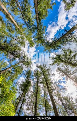 Hohe Kiefernspitzen gegen blauen Himmel und weiße Wolken, Hochland-Region, Vysocina Tschechische Republik Stockfoto