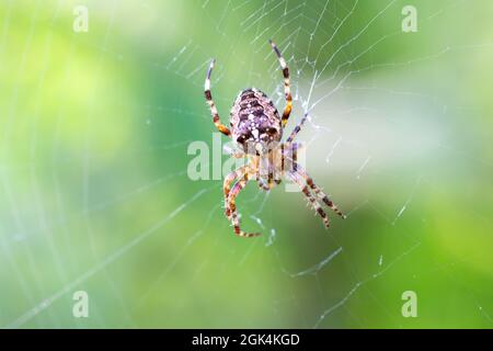Gemeine Waldkreuzspinne im Netz, Araneus diadematus, Europa, Tschechische Republik Tierwelt Stockfoto