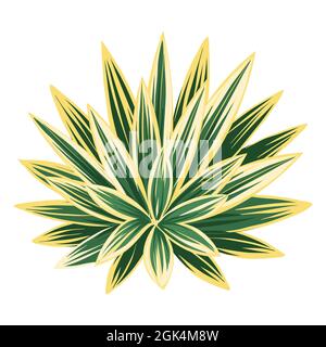 Illustration von Agave und Tequila. Dekoratives Bild von tropischem Laub und Pflanze. Stock Vektor
