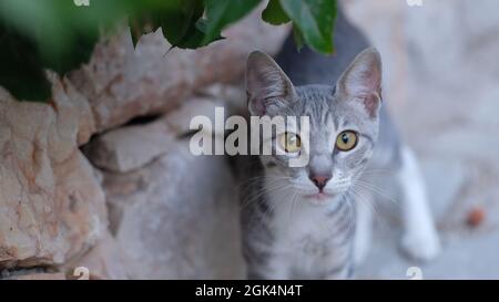 Graue Katze mit gelben Augen Stockfoto