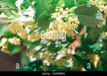 Blühende Linde blüht mit grünen Blättern auf dem Baum Stockfoto