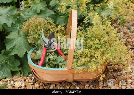 Allchemilla mollis in einem Garten Grenze. Verblasste Blütenköpfe von Alchemilla mollis zurückschneiden, um die Ausbreitung der Pflanze durch Selbstsaat zu minimieren. Stockfoto