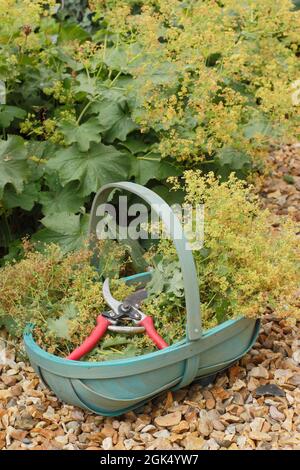 Allchemilla mollis in einem Garten Grenze. Verblasste Blütenköpfe von Alchemilla mollis zurückschneiden, um die Ausbreitung der Pflanze durch Selbstsaat zu minimieren. Stockfoto