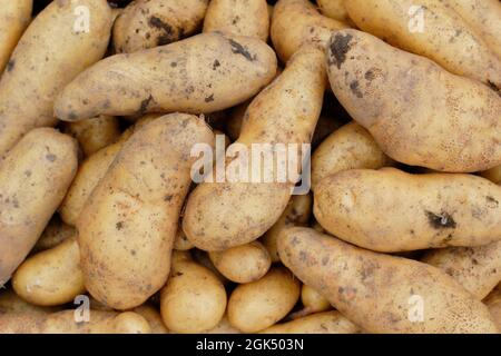 Frisch geerntete „Ratte“-Hauptkartoffeln im September. VEREINIGTES KÖNIGREICH Stockfoto