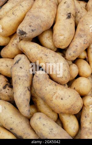 Frisch geerntete „Ratte“-Hauptkartoffeln im September. VEREINIGTES KÖNIGREICH Stockfoto