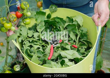 Entfernen der unteren Blätter von „Alicante“-Tomatenpflanzen, um die Reifung zu beschleunigen und die Belüftung im Spätsommer zu verbessern. VEREINIGTES KÖNIGREICH Stockfoto