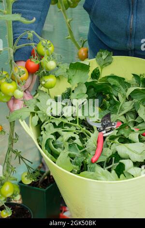 Entfernen der unteren Blätter von „Alicante“-Tomatenpflanzen, um die Reifung zu beschleunigen und die Belüftung im Spätsommer zu verbessern. VEREINIGTES KÖNIGREICH Stockfoto