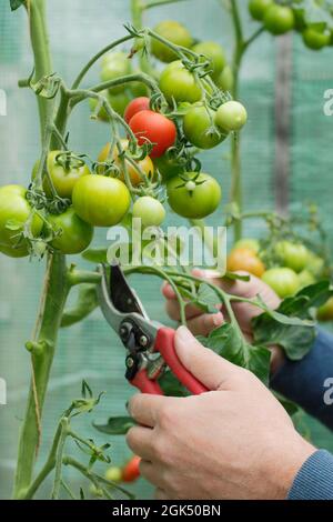 Entfernen der unteren Blätter von „Alicante“-Tomatenpflanzen, um die Reifung zu beschleunigen und die Belüftung im Spätsommer zu verbessern. VEREINIGTES KÖNIGREICH Stockfoto