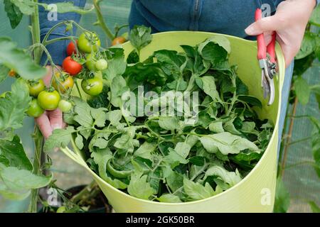 Entfernen der unteren Blätter von „Alicante“-Tomatenpflanzen, um die Reifung zu beschleunigen und die Belüftung im Spätsommer zu verbessern. VEREINIGTES KÖNIGREICH Stockfoto