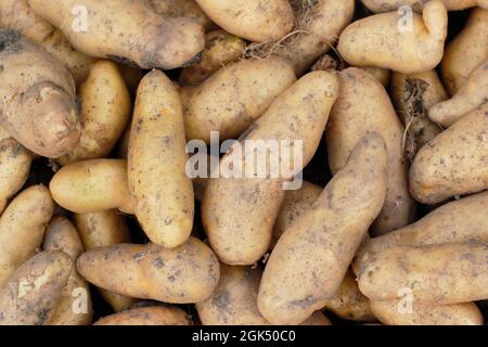 Frisch geerntete „Ratte“-Großkartoffeln im September in Großbritannien Stockfoto