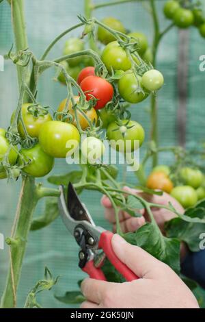 Entfernen der unteren Blätter von „Alicante“-Tomatenpflanzen, um die Reifung zu beschleunigen und die Belüftung im Spätsommer zu verbessern. VEREINIGTES KÖNIGREICH Stockfoto