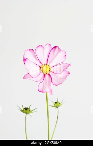 Cosmos bipinnatus 'Candy Stripe' Blume isoliert auf weißem Hintergrund. VEREINIGTES KÖNIGREICH Stockfoto