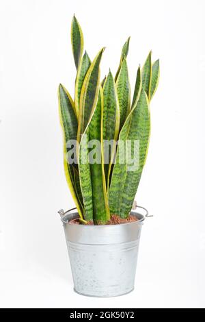 Schlangenpflanze Hauspflanze isoliert auf weißem Hintergrund, Sansevieria trifasciata. Dracaena trifasciata Stockfoto