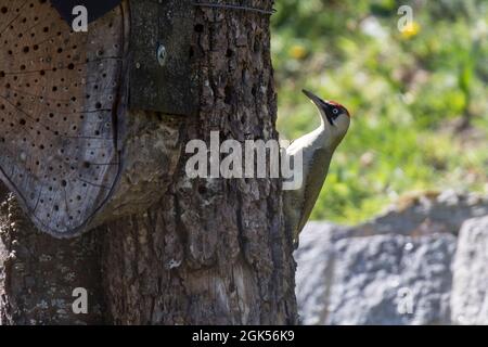 Grünspecht - weibchen, Grünspecht - weiblich, Picus viridis Stockfoto