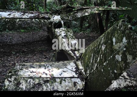 Wrack eines Flugzeugs im Dschungel von Belize. Stockfoto